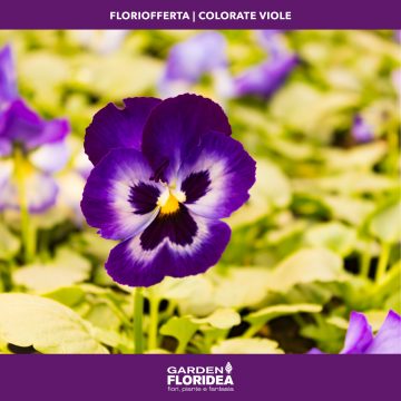 #Floriofferta viole