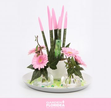 Sansevieria Cylindrica Velvet Touchz