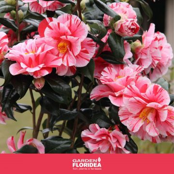 Colorata camelia
