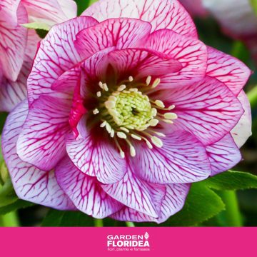 Helleborus Spring Promise