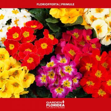 #Floriofferta primule