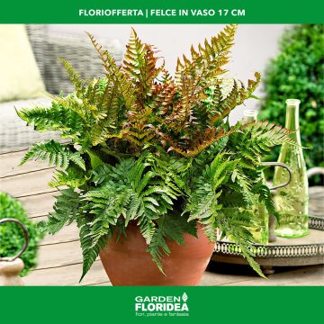 #Floriofferta felce