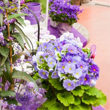 Invasione di Ultra Violet da Garden Floridea!