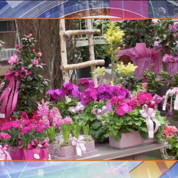 Floritutorial: La primavera è finalmente arrivata!