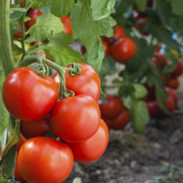 Floritutorial: L'Orto in aprile
