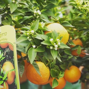 Floritutorial: Profumi di agrumi