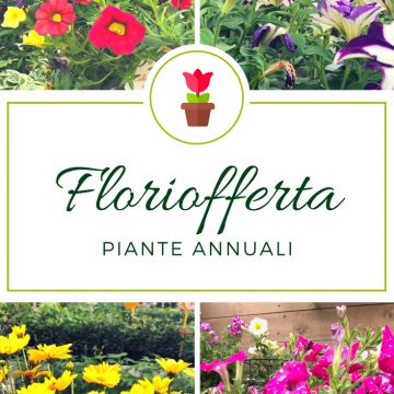 #Floriofferta piante annuali