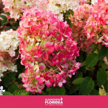Pianta della settimana: Ortensia Paniculata
