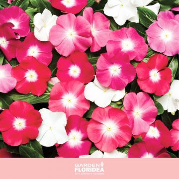 Pianta della settimana: Vinca