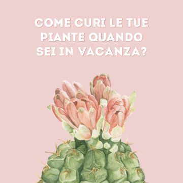 Floriconsigli: Come curare le piante in vacanza?