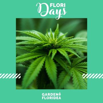 #FLORIdays: Canapa agroindustriale!