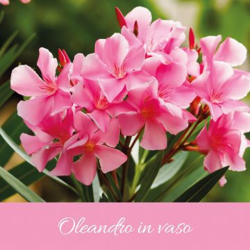 Floriconsigli: Oleandro in vaso