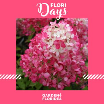 #FLORIdays: Ortensia paniculata!