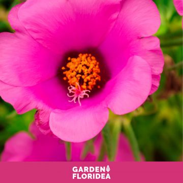 Pianta della settimana: Portulaca