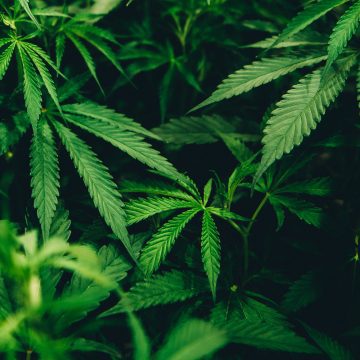 Canapa agroindustriale, una pianta tutta da scoprire!