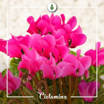 La pianta ideale per l'arrivo dell'autunno? Il ciclamino!