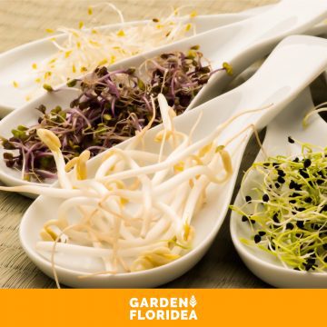 Germogli per nutrirsi di energia!