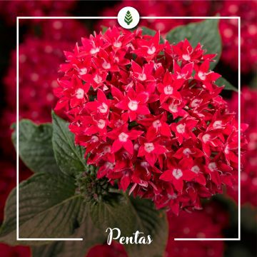 Colora il tuo balcone con le pentas!