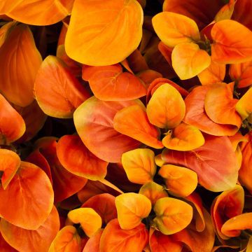 Porta gli avvolgenti colori dell'autunno in casa tua!