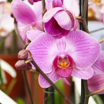 Orchidea: dolce simbolo di amore
