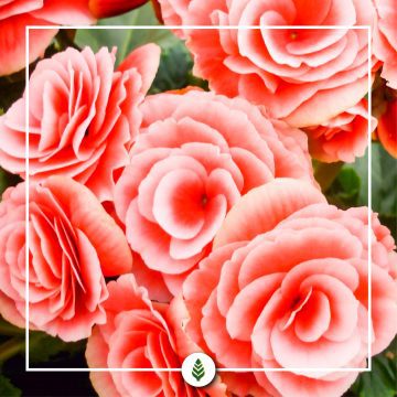 Begonia