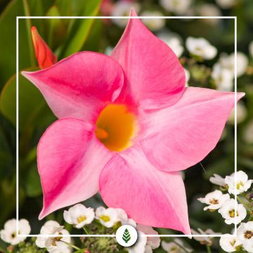 Dipladenia