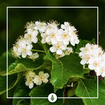 La Spirea