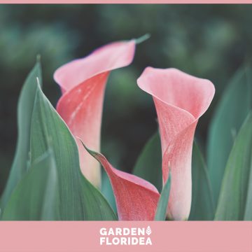 Fiore del mese: Calle