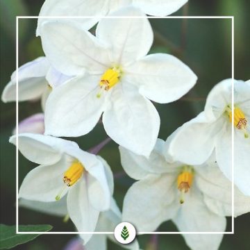 Solanum