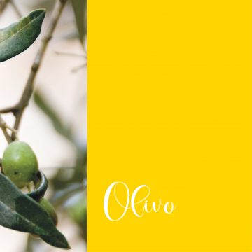 Olivo | #GiugnoInFiore