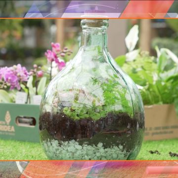 Meravigliosi terrarium!