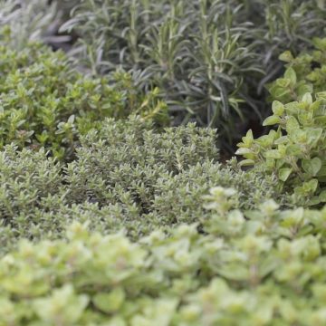 Che profumo le aromatiche!
