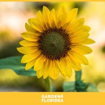 Fiore del mese: Girasole