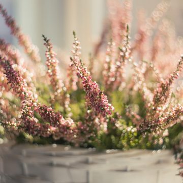 La Calluna