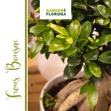 Ficus Bonsai!
