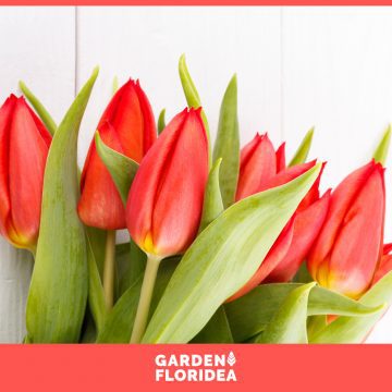 Fiore del mese: Tulipano