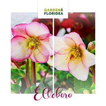 L'elleboro!