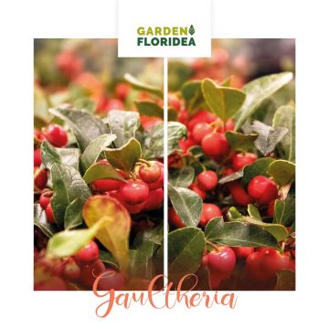 La Gaultheria