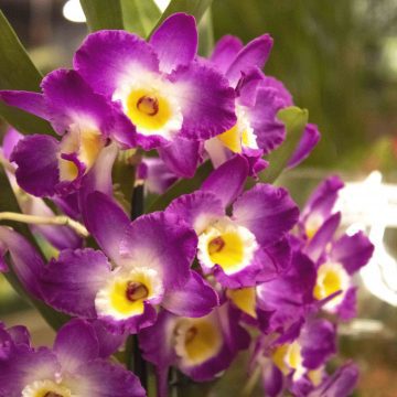Varietà speciali di Orchidee!