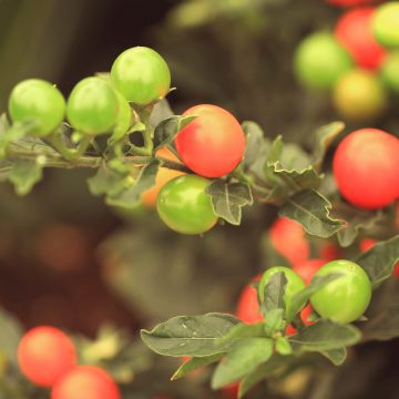 Bacche di Solanum!