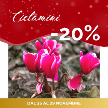 Special Days | CICLAMINI scontati al -20%
