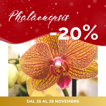 Special Days | PHALAENOPSIS scontate del -20%