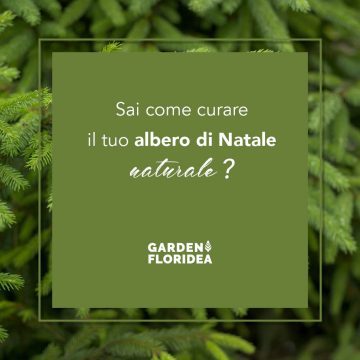Consigli per curare il tuo albero di Natale Naturale!