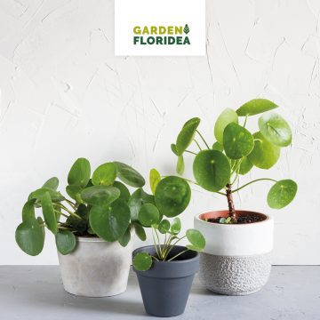 Conosci la Pianta delle Monete?