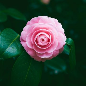 Fiore del mese | Camelia