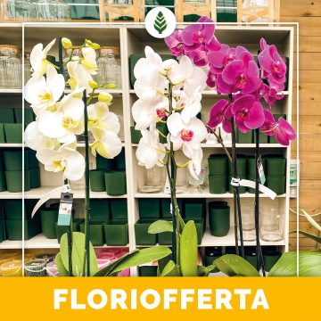 Floriofferta | Phalaenopsis