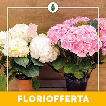 Floriofferta | Ortensie