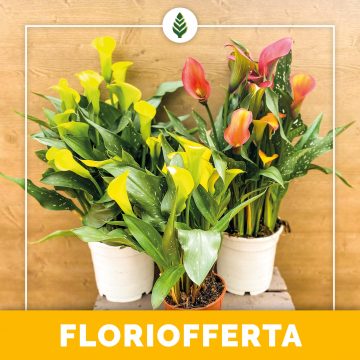 Floriofferta | Calle