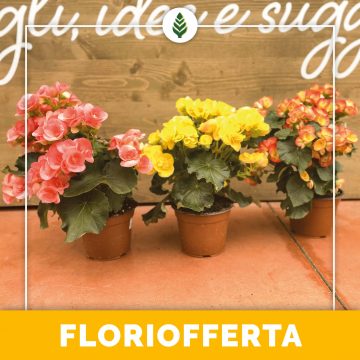 Floriofferta | Begonie
