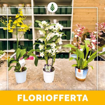 Floriofferta | Oncidium, dendrobium, cambrie